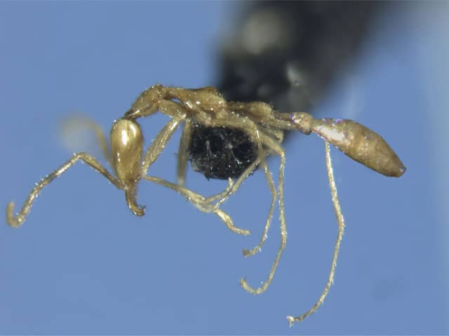 Mysterious Ant Species Discovered in Australia
